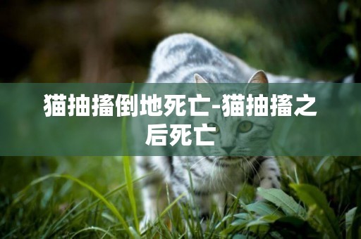 猫抽搐倒地死亡-猫抽搐之后死亡