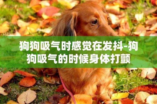 狗狗吸气时感觉在发抖-狗狗吸气的时候身体打颤