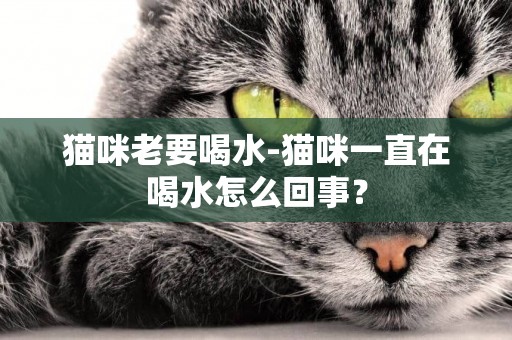 猫咪老要喝水-猫咪一直在喝水怎么回事？