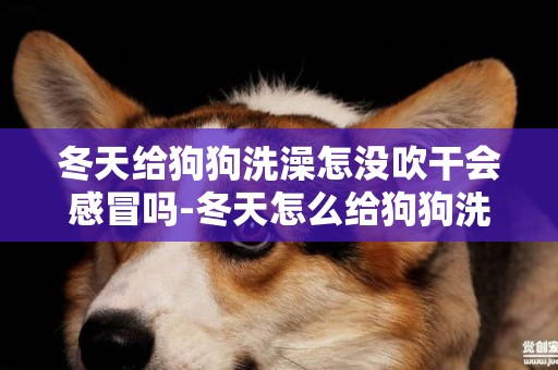 冬天给狗狗洗澡怎没吹干会感冒吗-冬天怎么给狗狗洗澡不感冒？