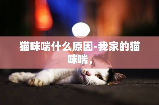 猫咪喘什么原因-我家的猫咪喘，