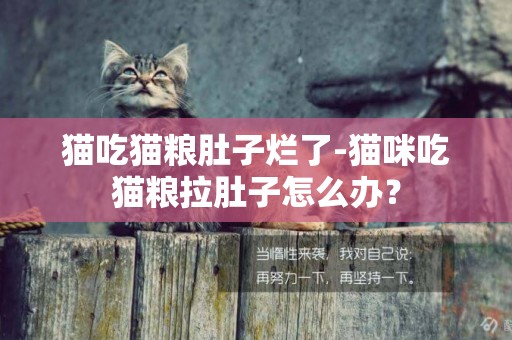 猫吃猫粮肚子烂了-猫咪吃猫粮拉肚子怎么办？