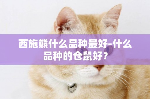 西施熊什么品种最好-什么品种的仓鼠好？