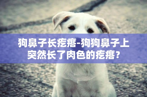 狗鼻子长疙瘩-狗狗鼻子上突然长了肉色的疙瘩？