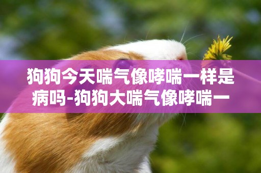 狗狗今天喘气像哮喘一样是病吗-狗狗大喘气像哮喘一样