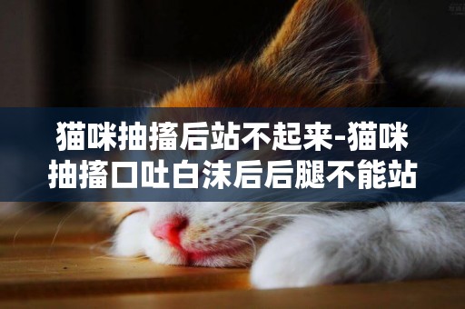 猫咪抽搐后站不起来-猫咪抽搐口吐白沫后后腿不能站立