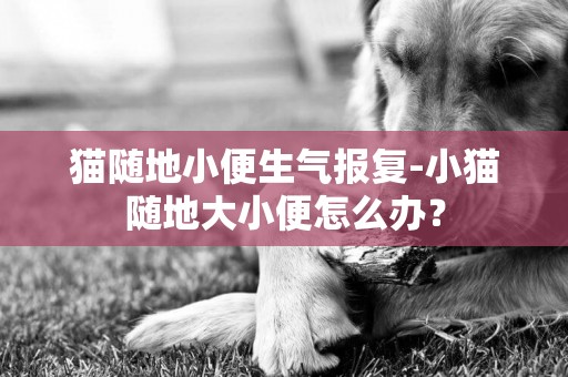 猫随地小便生气报复-小猫随地大小便怎么办？