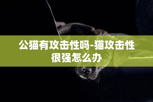 公猫有攻击性吗-猫攻击性很强怎么办