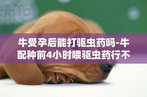 牛受孕后能打驱虫药吗-牛配种前4小时喂驱虫药行不行?