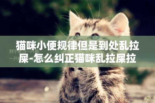 猫咪小便规律但是到处乱拉屎-怎么纠正猫咪乱拉屎拉尿