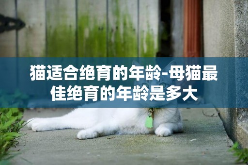 猫适合绝育的年龄-母猫最佳绝育的年龄是多大