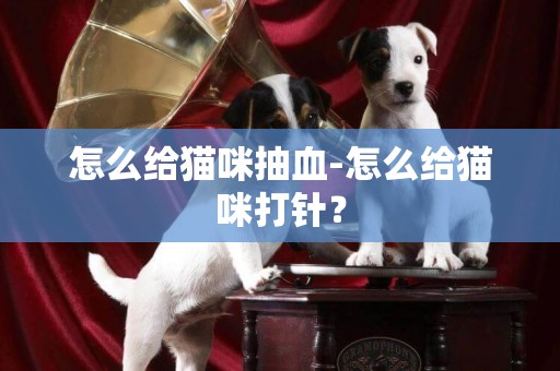 怎么给猫咪抽血-怎么给猫咪打针？