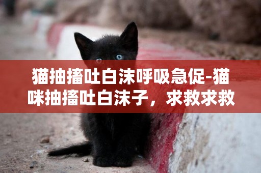 猫抽搐吐白沫呼吸急促-猫咪抽搐吐白沫子，求救求救！