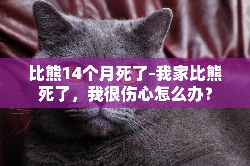 比熊14个月死了-我家比熊死了，我很伤心怎么办？