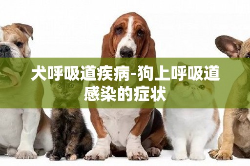 犬呼吸道疾病-狗上呼吸道感染的症状