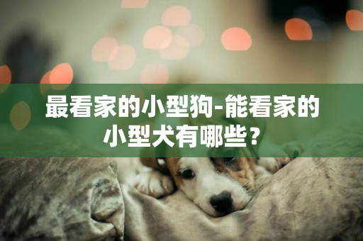 最看家的小型狗-能看家的小型犬有哪些？