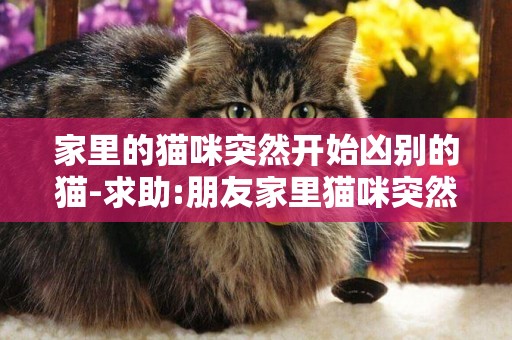 家里的猫咪突然开始凶别的猫-求助:朋友家里猫咪突然打架