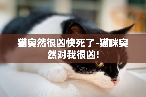 猫突然很凶快死了-猫咪突然对我很凶!