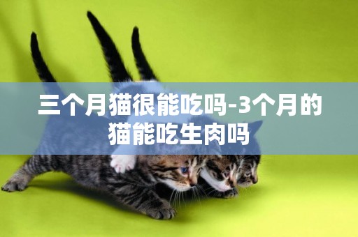 三个月猫很能吃吗-3个月的猫能吃生肉吗