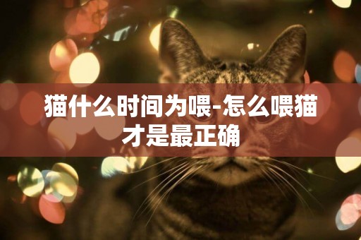 猫什么时间为喂-怎么喂猫才是最正确