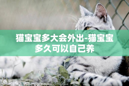 猫宝宝多大会外出-猫宝宝多久可以自己养