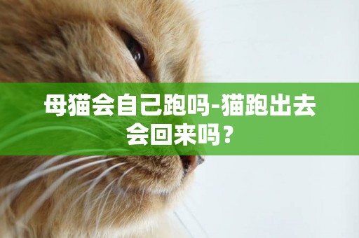 母猫会自己跑吗-猫跑出去会回来吗？