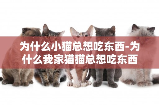 为什么小猫总想吃东西-为什么我家猫猫总想吃东西