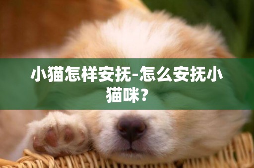 小猫怎样安抚-怎么安抚小猫咪？