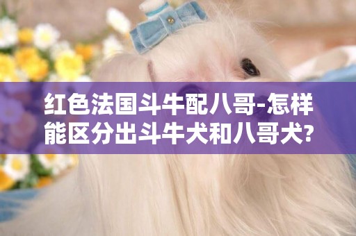 红色法国斗牛配八哥-怎样能区分出斗牛犬和八哥犬?