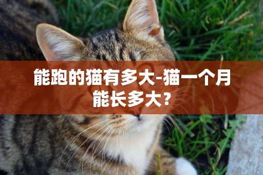 能跑的猫有多大-猫一个月能长多大？