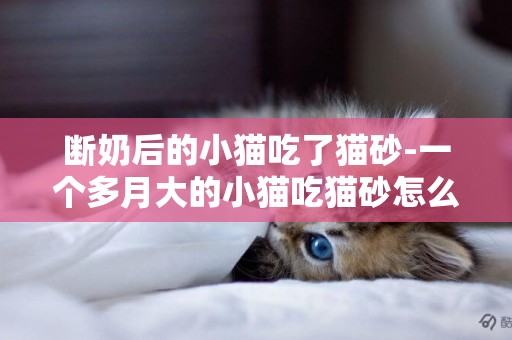 断奶后的小猫吃了猫砂-一个多月大的小猫吃猫砂怎么办