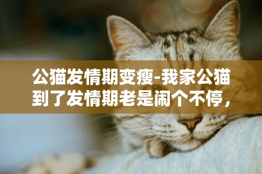 公猫发情期变瘦-我家公猫到了发情期老是闹个不停，又不吃东西，公猫闹猫好几天不吃东西瘦，公猫闹猫期间瘦