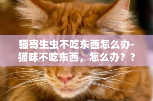 猫寄生虫不吃东西怎么办-猫咪不吃东西，怎么办？？