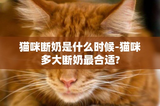 猫咪断奶是什么时候-猫咪多大断奶最合适?