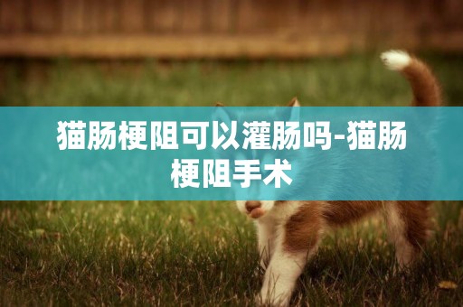 猫肠梗阻可以灌肠吗-猫肠梗阻手术