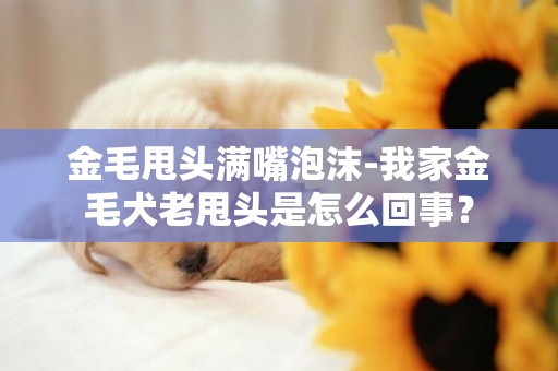 金毛甩头满嘴泡沫-我家金毛犬老甩头是怎么回事？