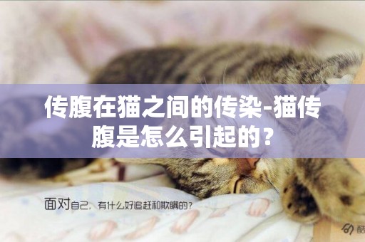 传腹在猫之间的传染-猫传腹是怎么引起的？