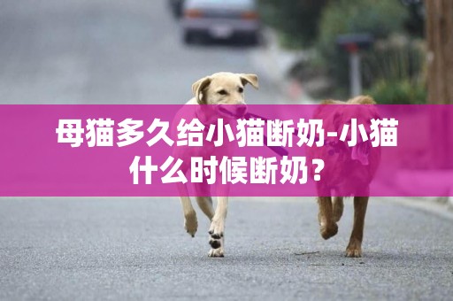 母猫多久给小猫断奶-小猫什么时候断奶？