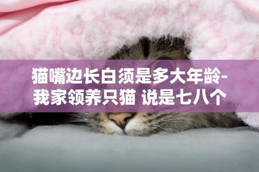 猫嘴边长白须是多大年龄-我家领养只猫 说是七八个月大 不过已经长白胡须了。帮我看看是多大的猫什么品种