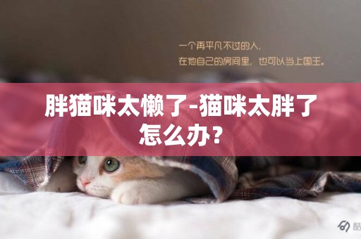 胖猫咪太懒了-猫咪太胖了怎么办？