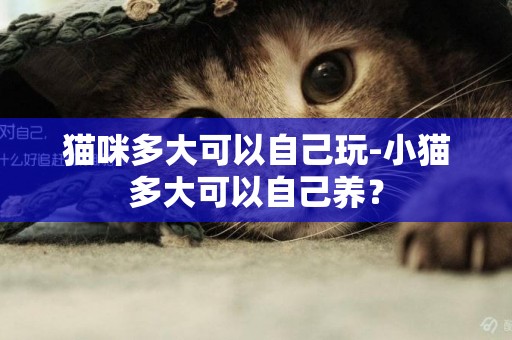 猫咪多大可以自己玩-小猫多大可以自己养？