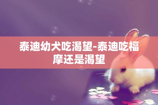 泰迪幼犬吃渴望-泰迪吃福摩还是渴望