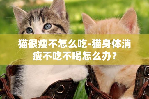 猫很瘦不怎么吃-猫身体消瘦不吃不喝怎么办？