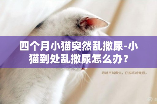 四个月小猫突然乱撒尿-小猫到处乱撒尿怎么办？