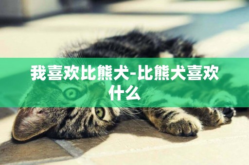 我喜欢比熊犬-比熊犬喜欢什么