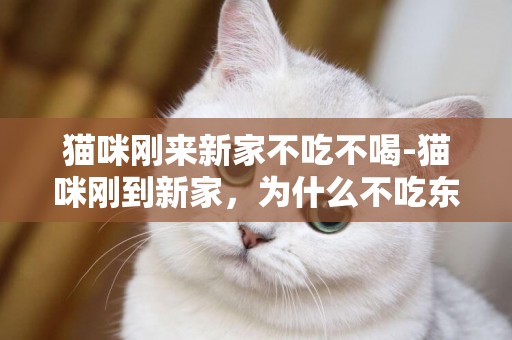 猫咪刚来新家不吃不喝-猫咪刚到新家，为什么不吃东西