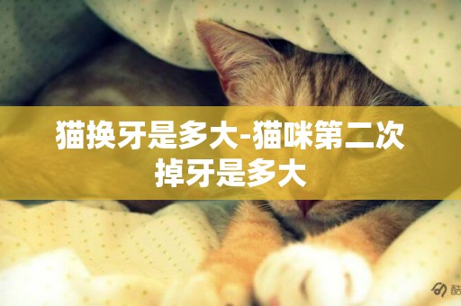 猫换牙是多大-猫咪第二次掉牙是多大