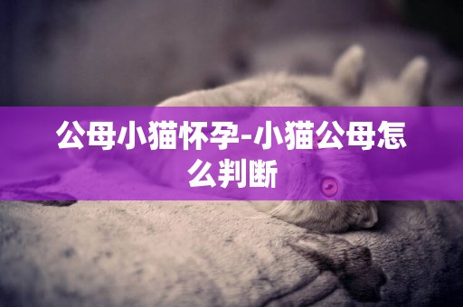 公母小猫怀孕-小猫公母怎么判断