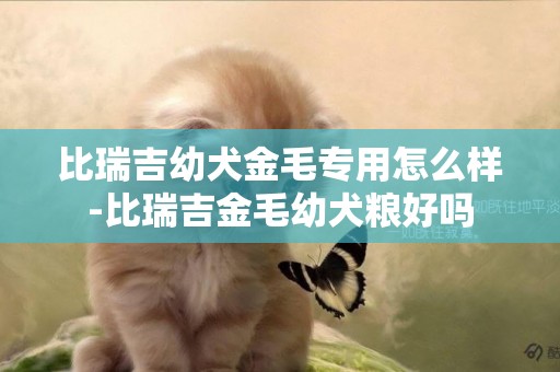 比瑞吉幼犬金毛专用怎么样-比瑞吉金毛幼犬粮好吗