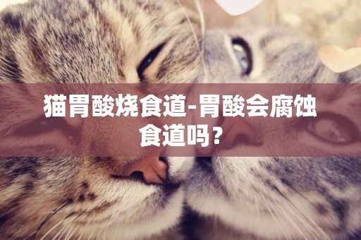 猫胃酸烧食道-胃酸会腐蚀食道吗？